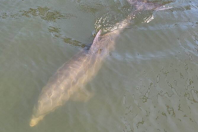 2 hour Dolphin Sightseeing Tour in Melbourne Florida - Two hours among dolphins, birds, and lagoon islands