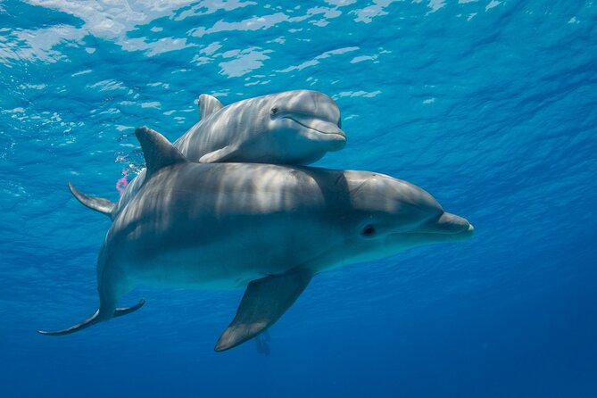 2-Hour Dolphin Sunset Tour from Giardini Naxos - Leaving from Via Schisò at 6:00 pm