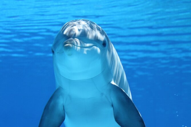 2-Hour Dolphin Sunset Tour from Giardini Naxos - Seeing Giardini Naxos from the bay