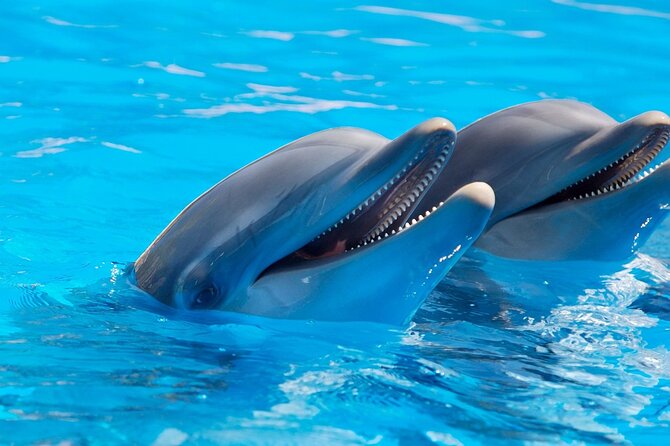 2-Hour Dolphin Sunset Tour from Giardini Naxos - Weather, cancellations, and group size