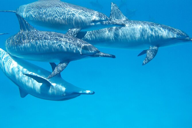 2-Hour Dolphin Sunset Tour from Giardini Naxos - The boat is the key practical detail