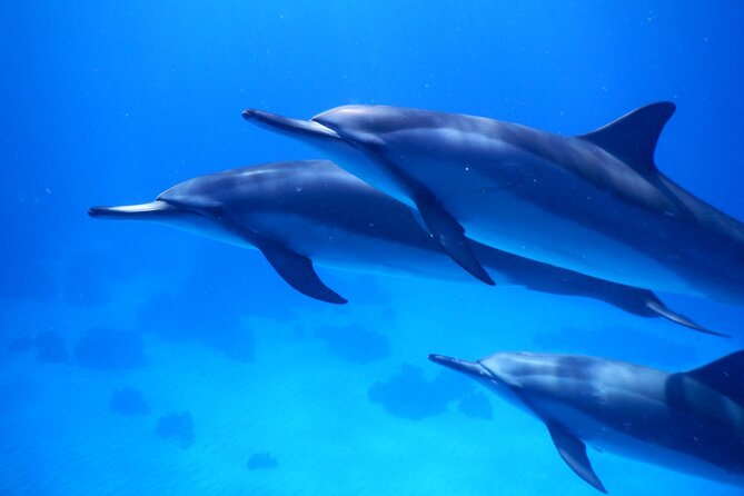 2-Hour Dolphin Watching and Double Reef with Snorkel in Hawaii - Quick Takeaways From the Boat Trip