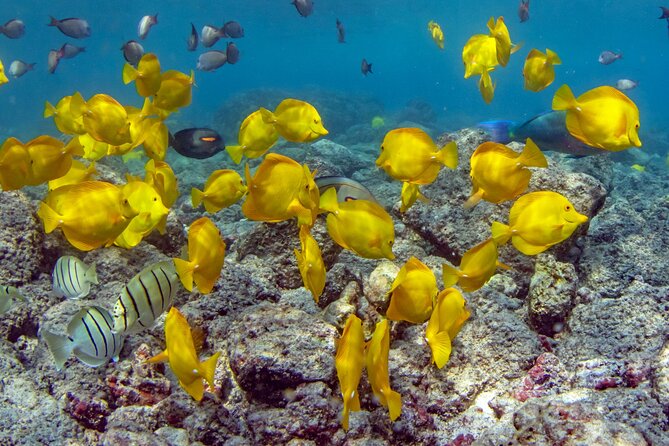 2-Hour Dolphin Watching and Double Reef with Snorkel in Hawaii - Leaving Honokohau Marina on a Fast RHIB