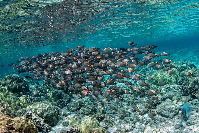 2-Hour Dolphin Watching and Double Reef with Snorkel in Hawaii - Is the $97.94 Price Good Value?
