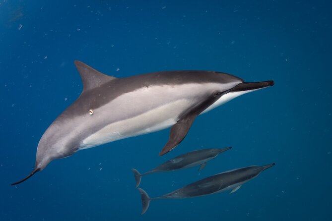 2-Hour Dolphin Watching and Double Reef with Snorkel in Hawaii - Looking for Dolphins Before the Reefs