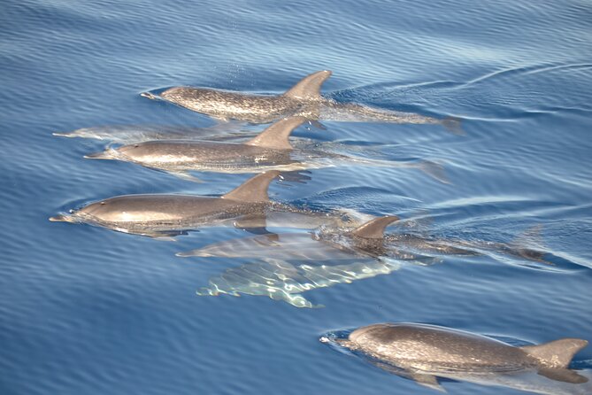 2-Hour Dolphin Watching Experience in Fuerteventura - Watching dolphins without a pool or performance