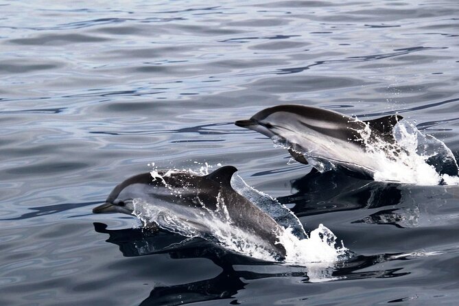 2-Hour Dolphin Watching Experience in Fuerteventura - The swimming-stop question