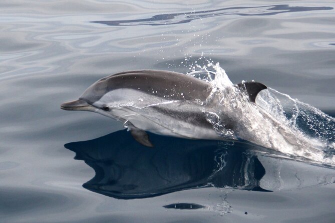 2-Hour Dolphin Watching Experience in Fuerteventura - Who will enjoy this cruise most