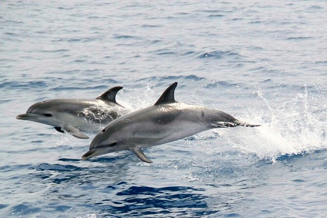 2-Hour Dolphin Watching Experience in Fuerteventura - Indoor comfort, outdoor views, and onboard drinks