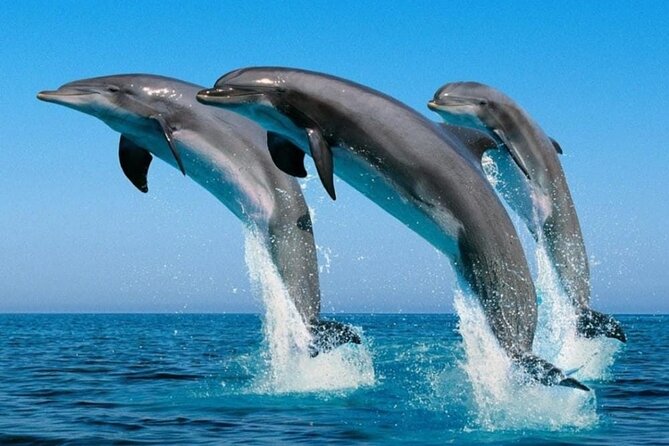 2 Hour Dolphin Watching Experience in Muscat - What the 25-person group size means