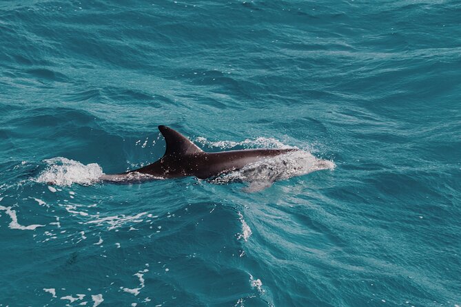 2 Hour Dolphin Watching Experience in Muscat - The main warning: confirm the details