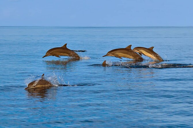2 Hour Dolphin Watching Experience in Muscat - Who will enjoy this boat trip most?