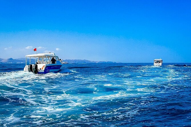 2 Hour Dolphin Watching Experience in Muscat - A respectful way to watch wild animals