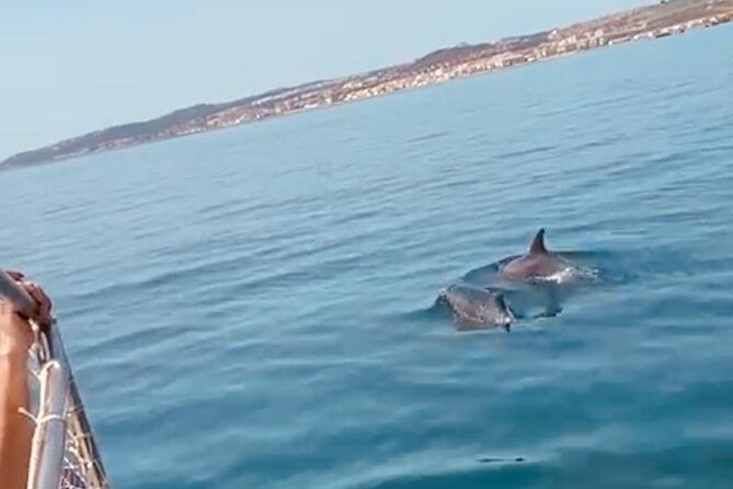 2-Hour Excursion in Search of Dolphins/ Includes Drink and Snacks - Best departure times and useful expectations