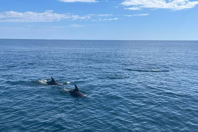 2-Hour Excursion in Search of Dolphins/ Includes Drink and Snacks - Who should book this experience