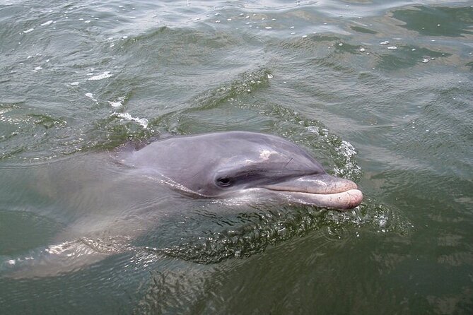 2 Hour Kayak Hilton Head Dolphin and Nature Tour - What the two-hour route feels like