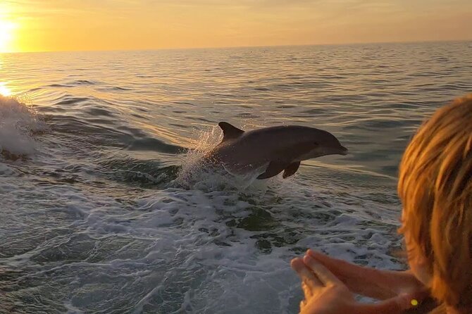 2 Hour Private Dolphin and Sightseeing Tour Shell Island - Key points at a glance