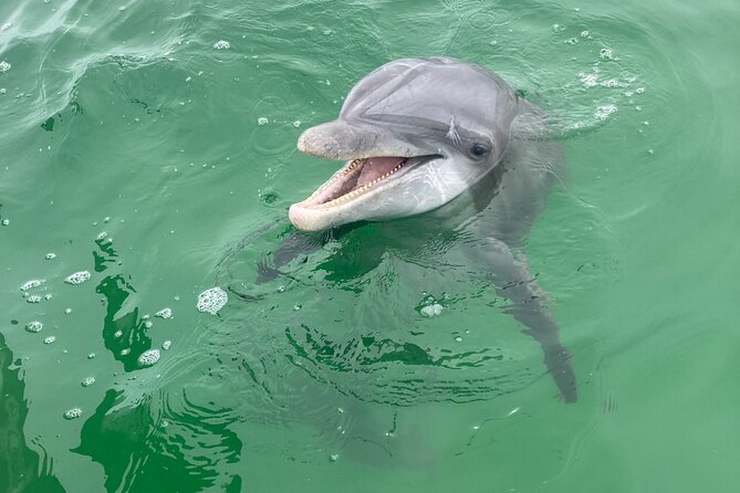 2 Hour Private Dolphin and Sightseeing Tour Shell Island - Searching St. Andrews Bay for dolphins