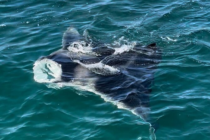 2 Hour Private Dolphin Sightseeing Tour - Choosing a sunset cruise on the Reel Lady