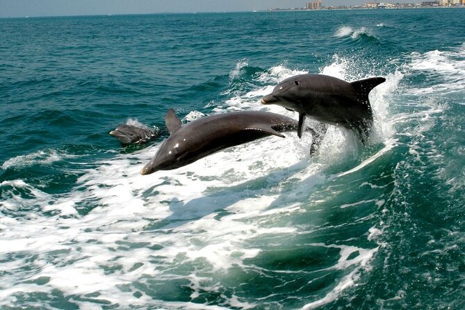 2 Hour Private Dolphin Sightseeing Tour - What the customer care is really like