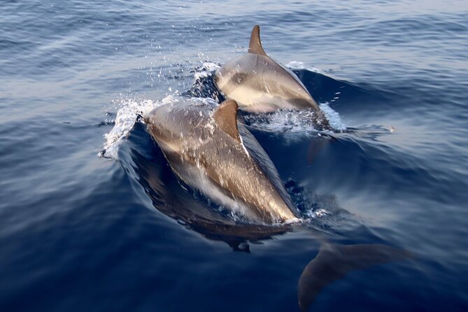 2-Hour Private Dolphin Watching Activity in Taormina - Leaving Giardini Naxos at 6:00 PM