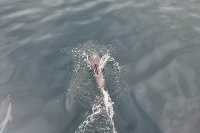 2-Hour Private Dolphin Watching Activity in Taormina - Is $118.29 Per Person Good Value?