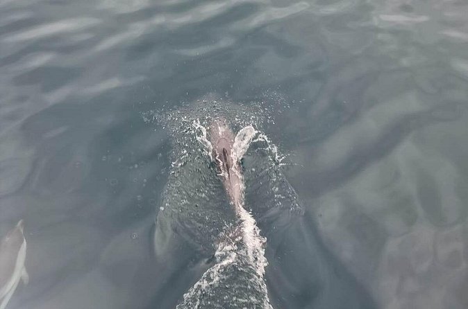 2-Hour Private Dolphin Watching Activity in Taormina - Who Will Enjoy This Most?