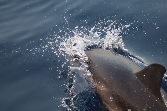 2-Hour Private Dolphin Watching Activity in Taormina - Weather, Cancellation, and Practical Planning