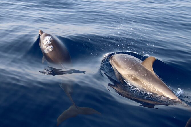 2-Hour Private Dolphin Watching Activity in Taormina - Should You Book the Dolphin Cruise?