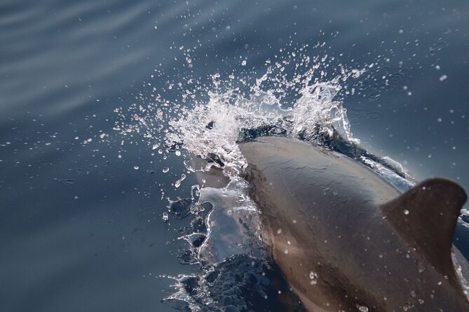 2-Hour Private Dolphin Watching Activity in Taormina - Prosecco, Snacks, and Time on the Water