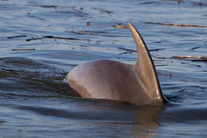 2-Hour Private Hilton Head Dolphin Watching Cruise - Why a private cruise works so well on Hilton Head