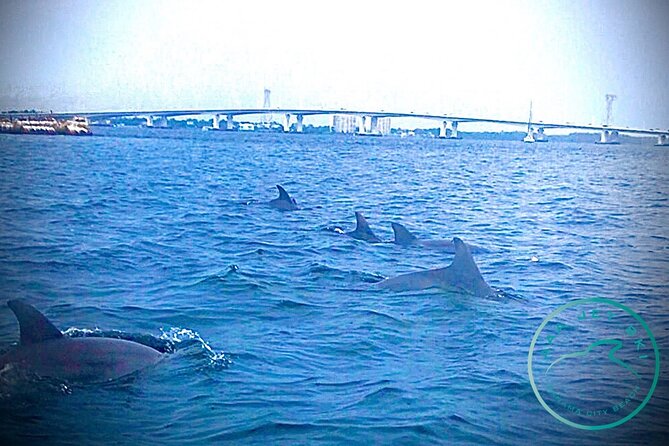2 Hour Shell Island Jet Ski Dolphin Tour - What the $149 price really gets you