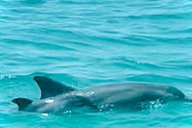 2 Hour Shell Island Jet Ski Dolphin Tour - Across St. Andrews Bay toward the dolphins