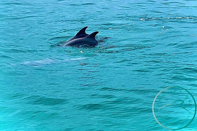 2 Hour Shell Island Jet Ski Dolphin Tour - The Shell Island break