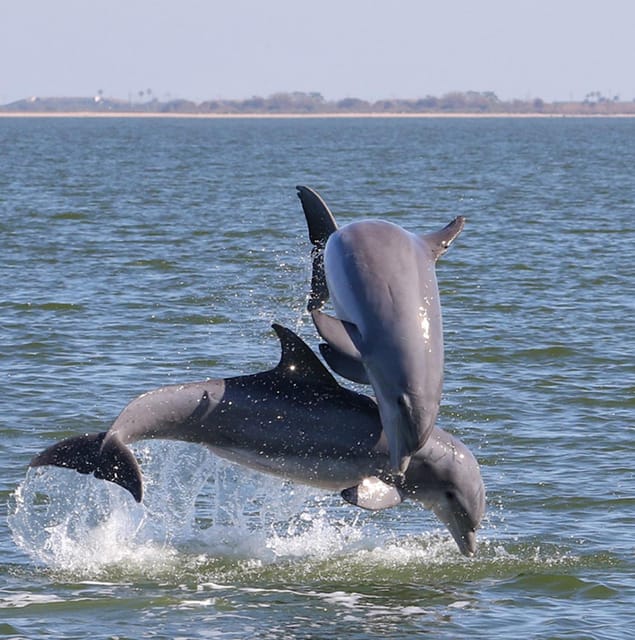 2 Hour Tiki Dolphin Sightseeing Tour in Cocoa Beach - Reading the $65 price fairly