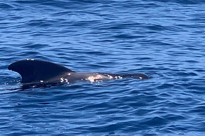 2 hour trip to see whales dolphins puerto colon adeje - Dolphins and turtles are possible extras