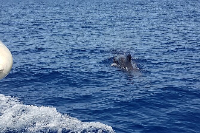2 hour trip to see whales dolphins puerto colon adeje - What the price includes in practical terms