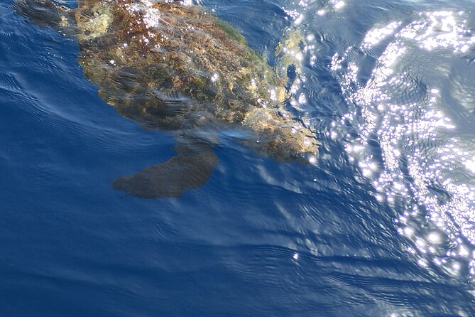 2 hour trip to see whales dolphins puerto colon adeje - Weather, comfort, and a little planning