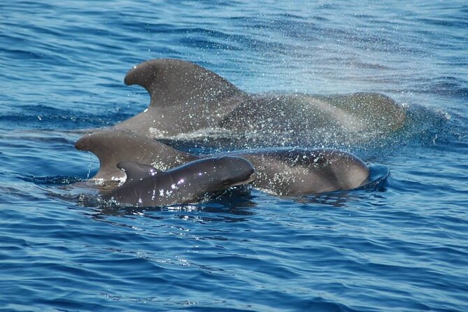 2 hour trip to see whales dolphins puerto colon adeje - Why Tenerife’s calderones matter