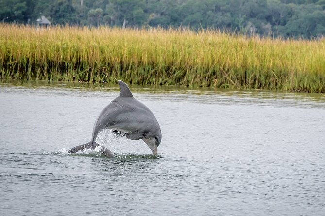 2 Hours Dolphin Eco Tour - Key Things to Know Before You Go