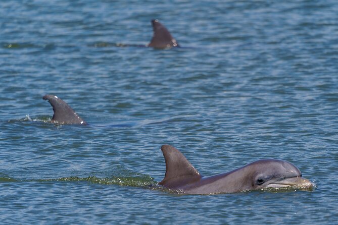 2 Hours Dolphin Eco Tour - Dolphins, Birds, and the Marsh Ecosystem