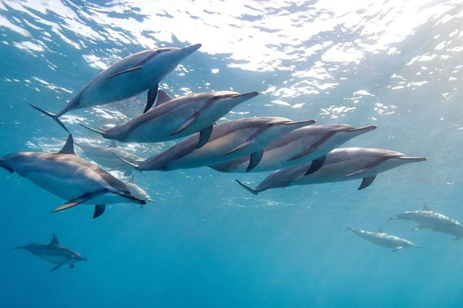 2-Hours Dolphin Excursion in Mauritius - Five things to know before you book