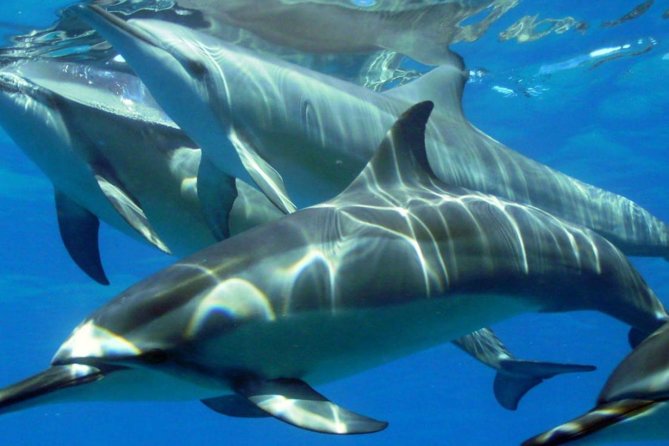 2-Hours Dolphin Excursion in Mauritius - Why this dolphin trip works for a short Mauritius morning