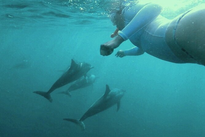 2-Hours Dolphin Excursion in Mauritius - Swimming with wild dolphins in open water