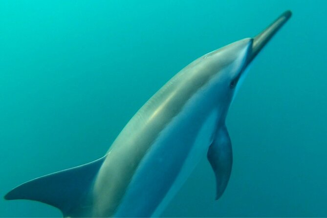 2-Hours Dolphin Excursion in Mauritius - What the $63.97 price includes