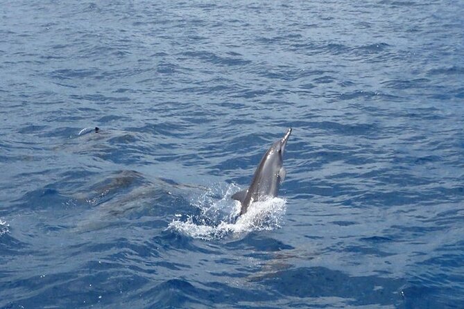 2-Hours Dolphin Excursion in Mauritius - Weather, cancellations, and practical timing