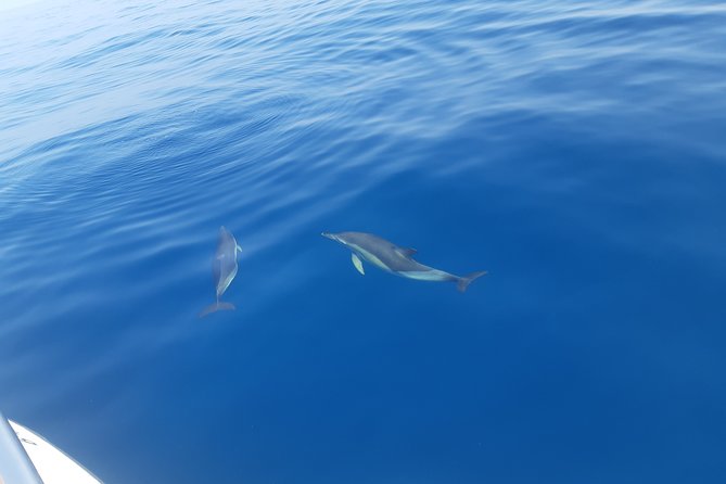 2 Hours Dolphin Watching in Marbella - Leaving from Nueva Andalucía’s marina