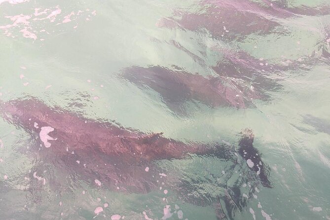 2 Hours Swim with the Dolphins in Panama City - Key Points Before You Book