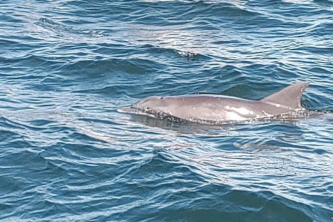 2 Hours Swim with the Dolphins in Panama City - Why the Six-Person Boat Changes the Day