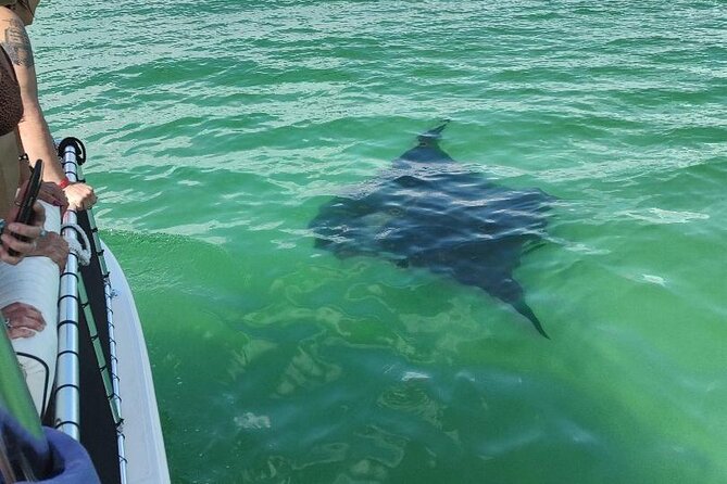 2 Hours Swim with the Dolphins in Panama City - Shell Island Gives the Trip a Second Act